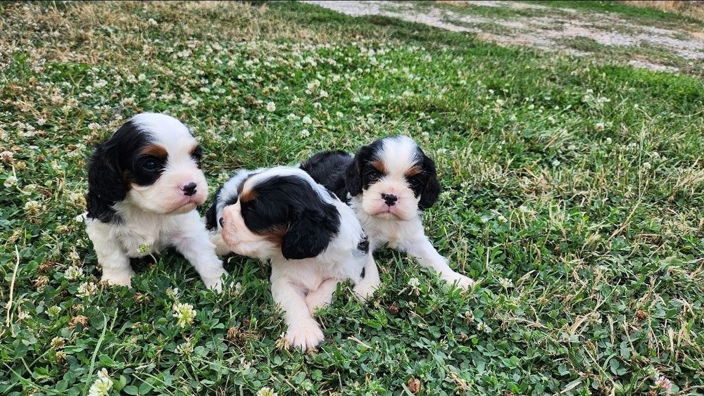 Кавалер кинг чарлз шпаньол мъжки и женски