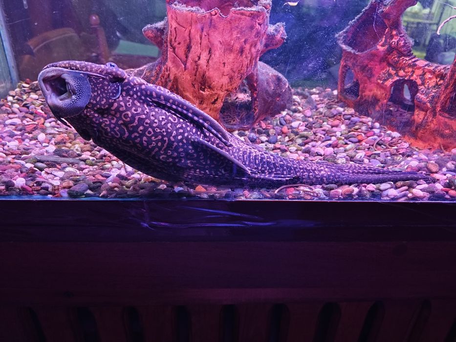 Аквариумный парчовый сом