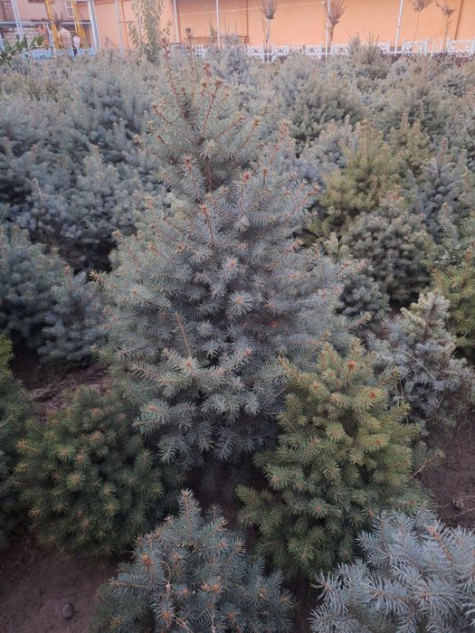 Голубая ель. Ку́к арча манзарали