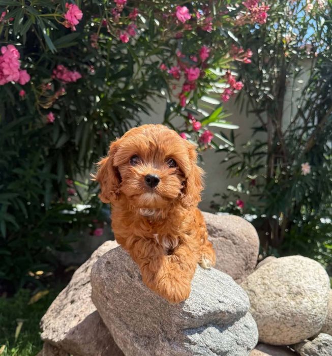 Кавапу !!! Cavapoo!!!