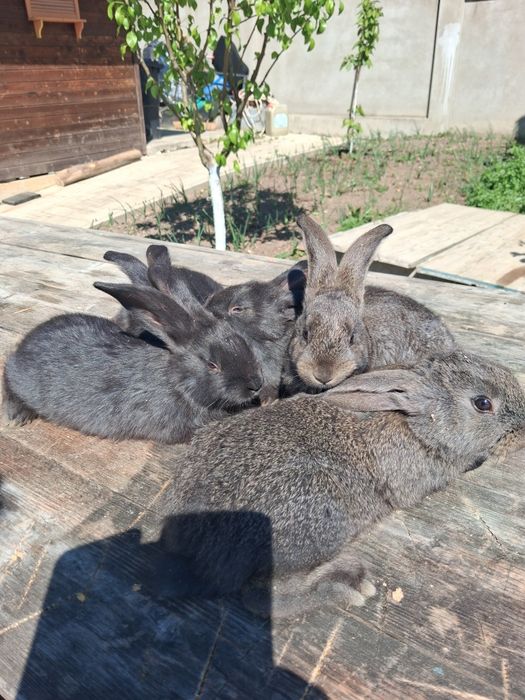 Vând pui de iepuri din rasa belgian