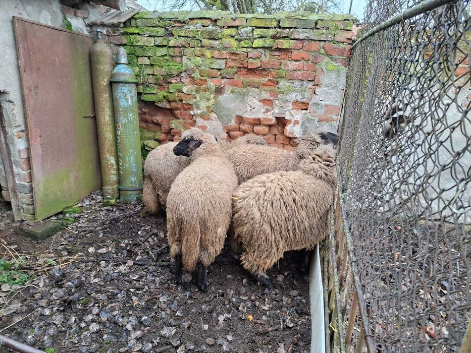 Oi Suffolk varsta 1 an