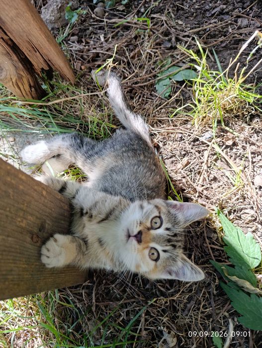 Котята ищут своих людей