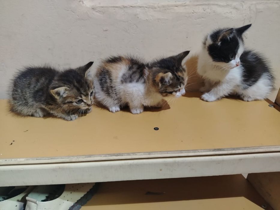 Отдам маленьких котят