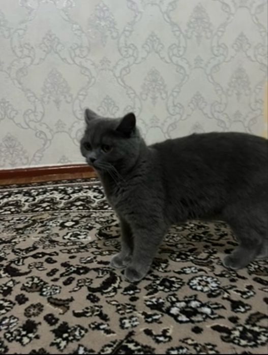 Scottish Fold o'g'il va Scottish stright qiz bola mushuklar