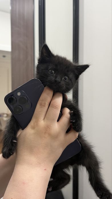 Срочно отдам котенка