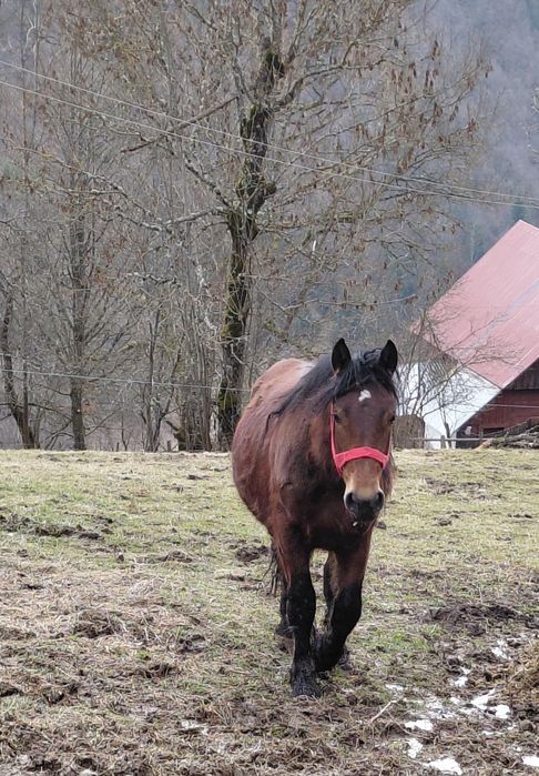 Vând mânz de un an jumate