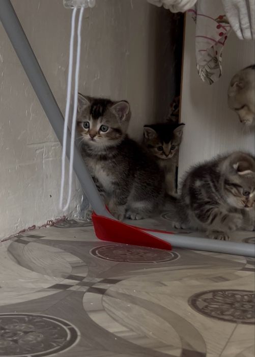 Продам котят мальчиков