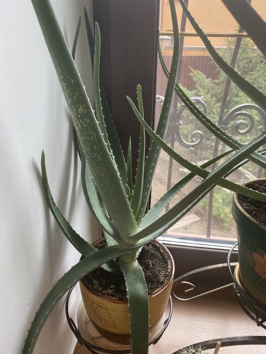 Продам алоэ