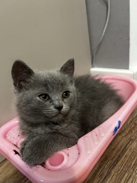 Продам  котенка за 15000 .