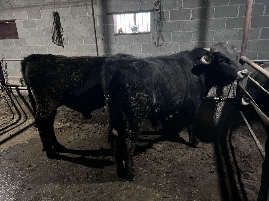 Бұқалар сатылады 10 ай мен 1 жас арасы  7 бас