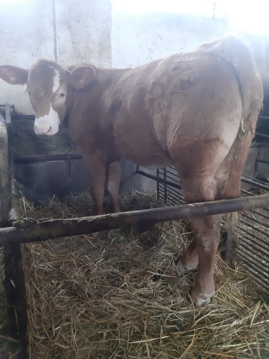 Vand Vitea in varsta de 4,5 luni.