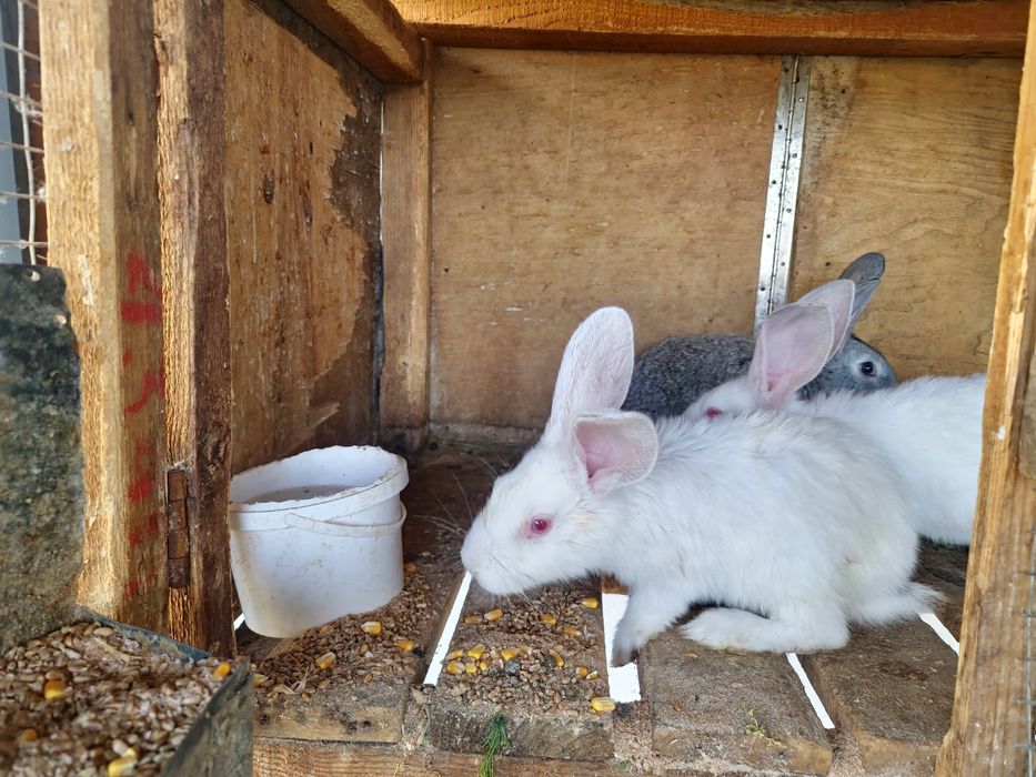 Кролики продам 3шт