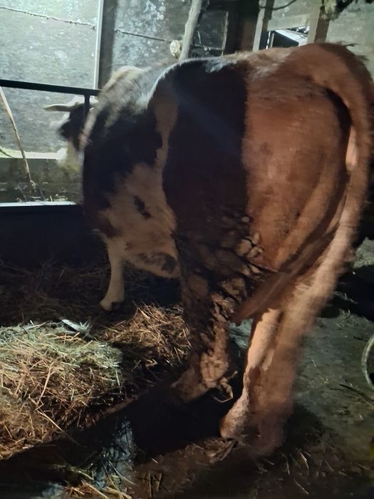 Vand vaci baltata romanesc