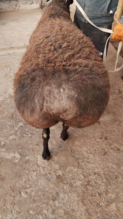 Урыктыкка кошкар сатылады