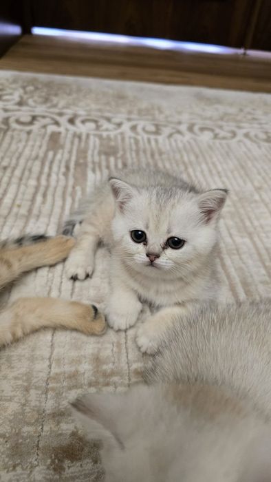 Продаются породистые котята (британская/шотландская линия)