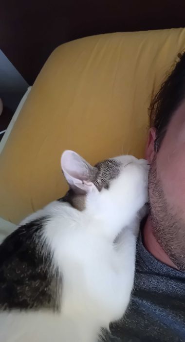 Мъжко коте търси дом