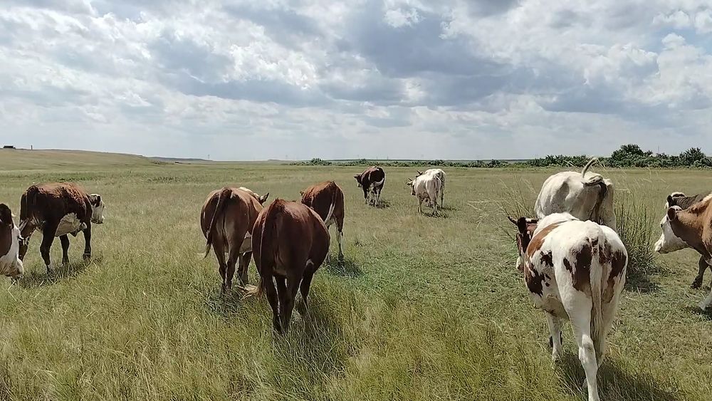 Продам КРС разной масти