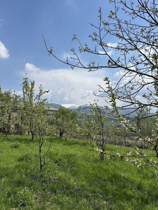 Uchaska Sotiladi Parkent Kumushkon 24 sotix 12 sotixdan kadarsti bor