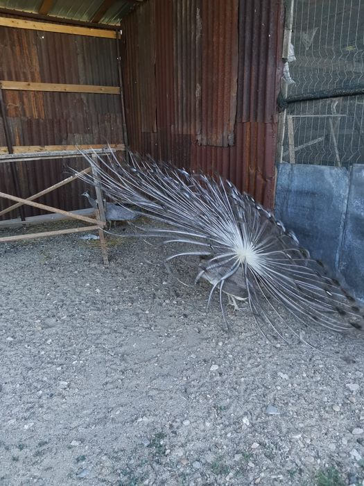 Vând un Păun opal cu ochi alb vârstă 8 luni  650 lei bucata