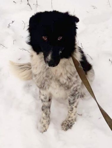 Звоночки, сторожа, компаньоны