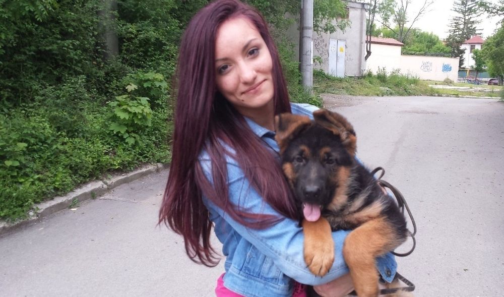 Немска овчарка с родословие