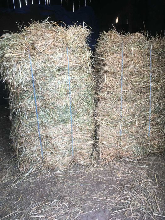 Balot fan sí lucerna cu fan