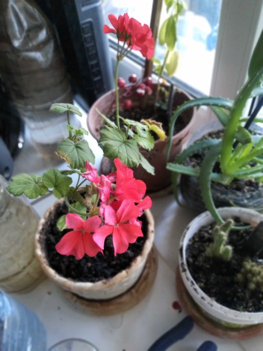 Цветы комнатные 1500 тенге