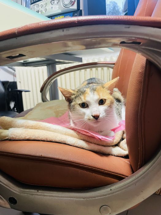 Pisicuta blanda de dat spre adoptie .Deparazitata intern si extern