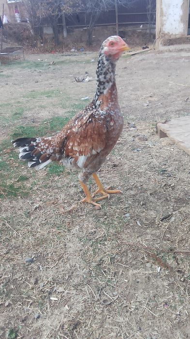 Сатылады дакан тауық