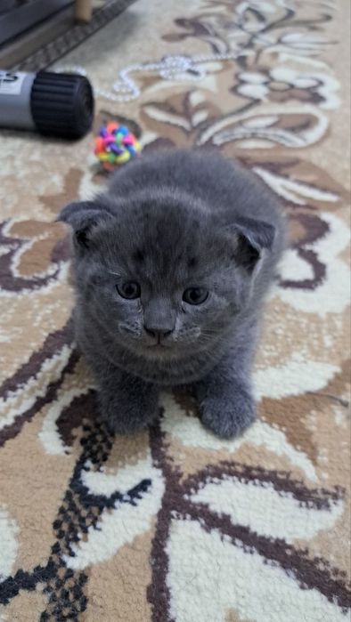 Продаются котята маленькие.