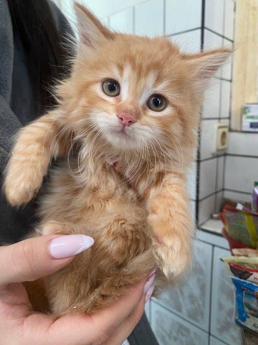 Продавам дългокосмести котенца.