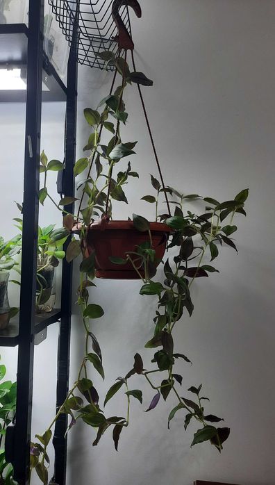 Традесканция Зебрина