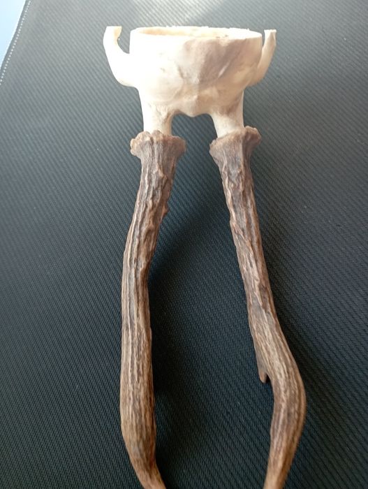 Симетрични рога от сръндак