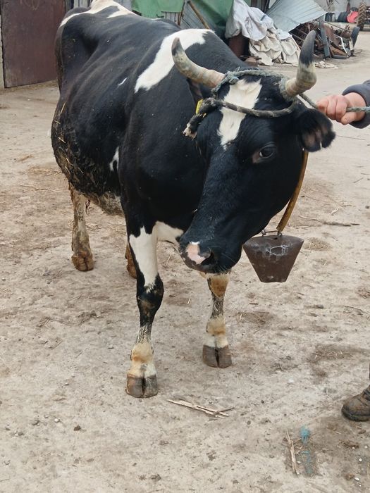 Vacă gestantă de vânzare