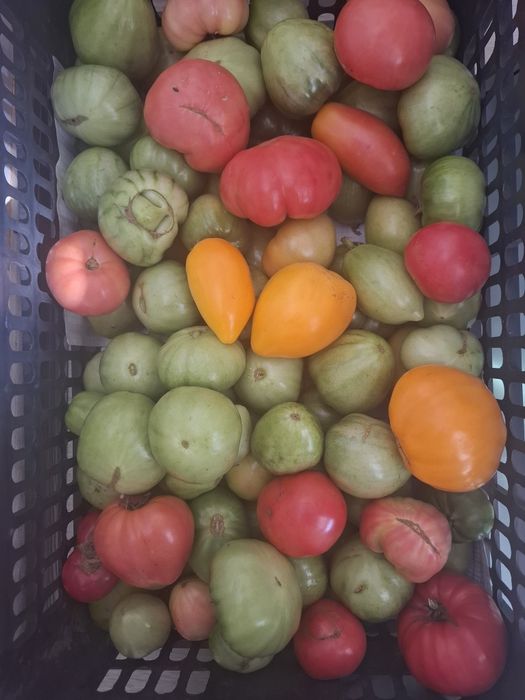 Продам  домашние помидоры