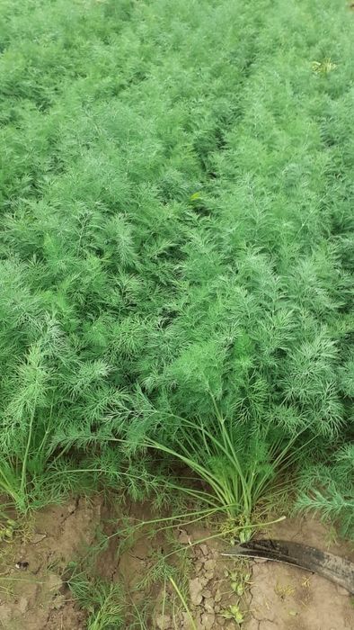 Семена укропа Дельта 1кг