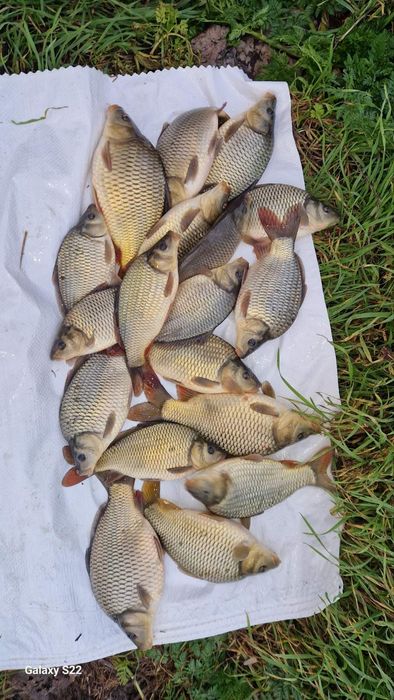 Заребителен материал-шаран