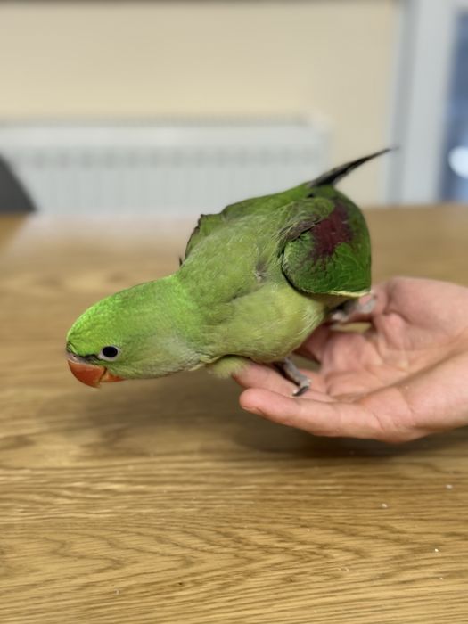 Ръчно хранен Голям Александър