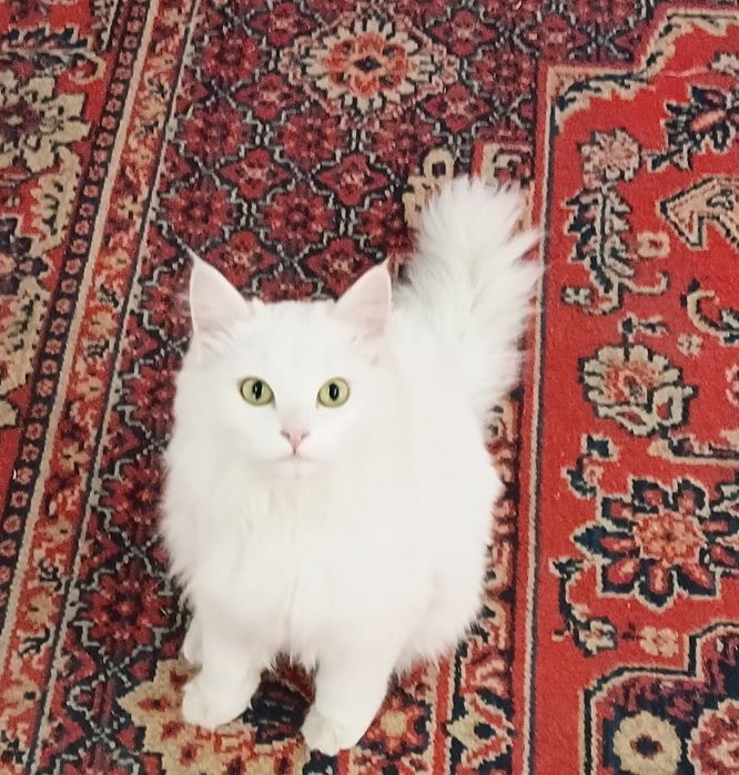 Кот домашний белый