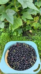 Замороженная вишня и смородина
