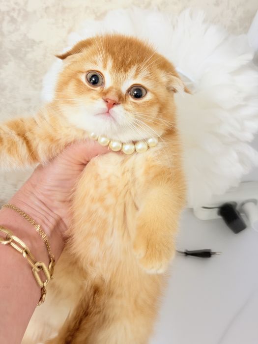 Чистокровнве котята