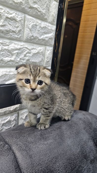 Мушукча зотдор 40 кунлик латокни билади овкат ейди