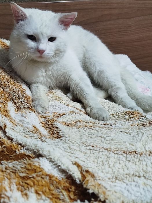 Малыш ищет мампап!