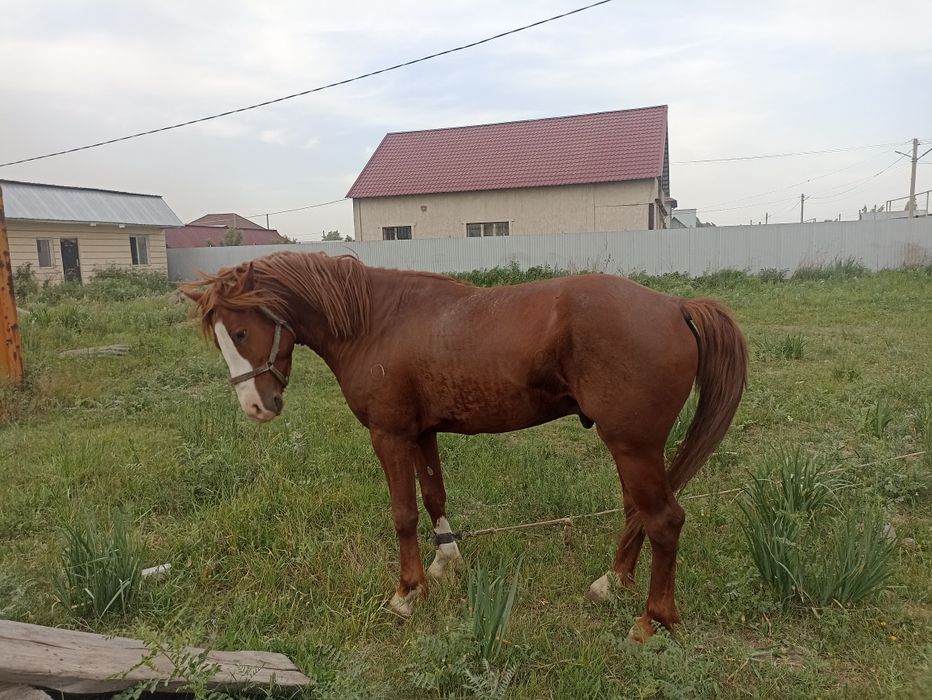 Айгыр сатамын 4 жасар