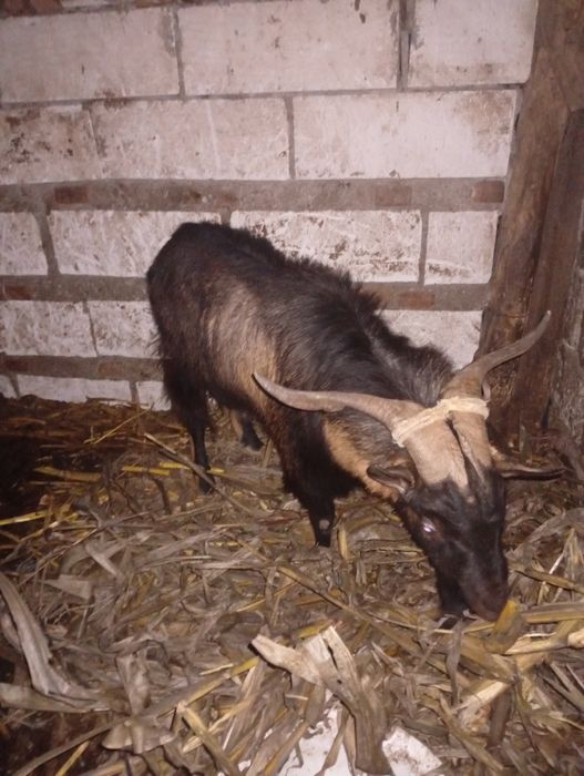 Vând țap alpin francez