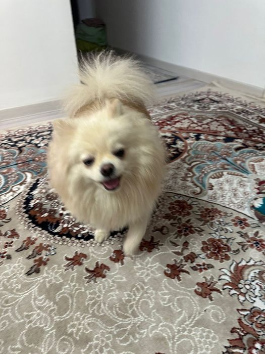 Продам немецкого шпица, мальчик