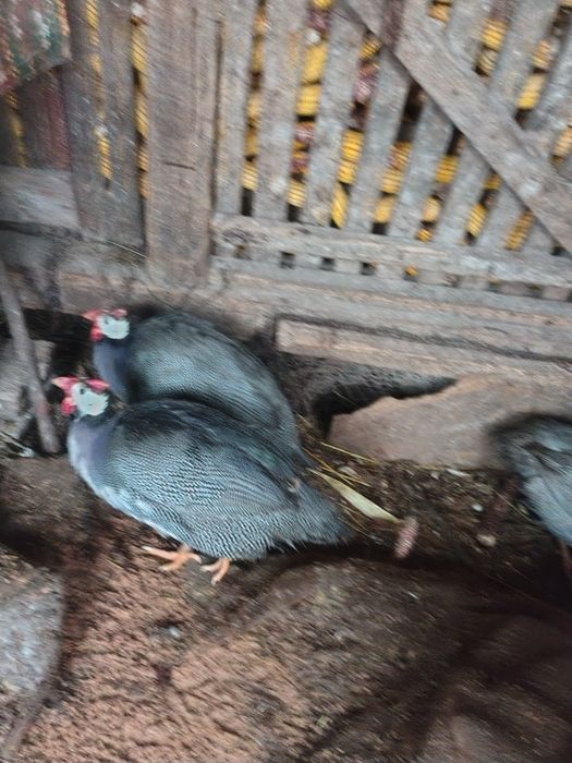 Bibiloi disponibilii.