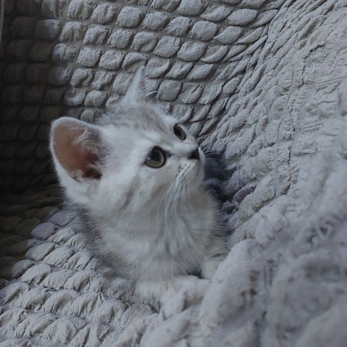 Мушук боласи сотилади