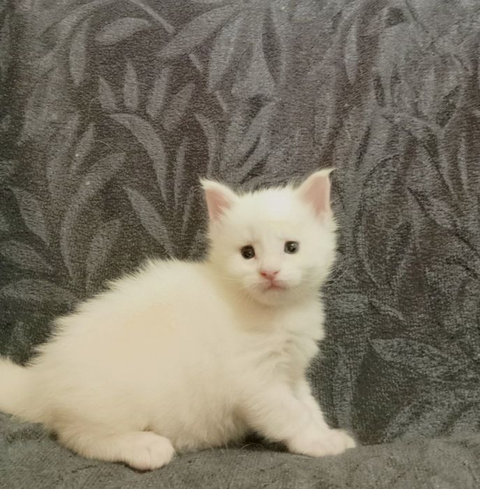 Котята породы Мейн Кун